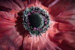 Floare decorativa gigant Mov pentru evenimente speciale - imagine 3